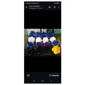 Rosas XL sin hebillas miniatura 2